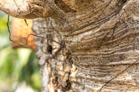 Detail of Ficus lacor tree barkの写真素材
