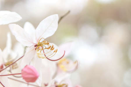 Pink flower of Cassia Bakerianaの写真素材