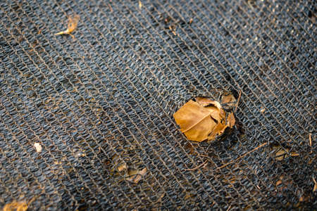 Full of tree leaves garbage bagの写真素材