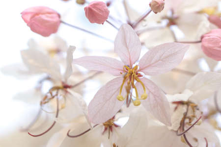 Pink flower of Cassia Bakerianaの写真素材