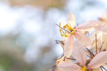 Pink flower of Cassia Bakerianaの写真素材