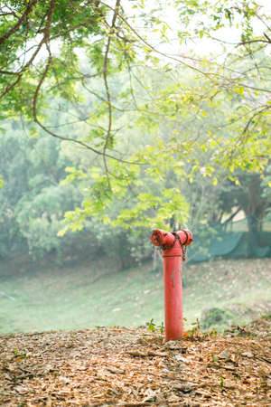 Red fire hydrant in the woodの写真素材