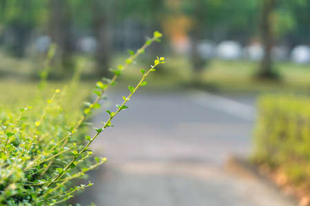 Close up of Fukien tea treeの写真素材