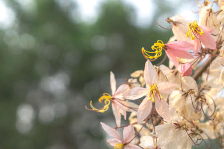 Pink flower of Cassia Bakerianaの写真素材