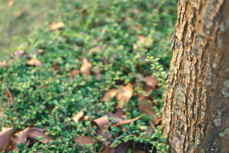 Close up of Fukien tea tree