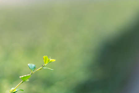 Close up of Fukien tea treeの写真素材