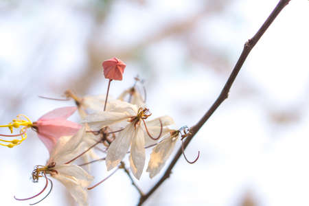Pink flower of Cassia Bakerianaの写真素材