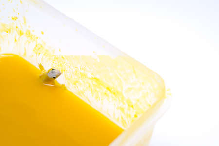 House gecko in pumpkin juiceの写真素材