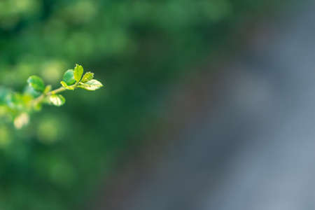 Close up of Fukien tea treeの写真素材
