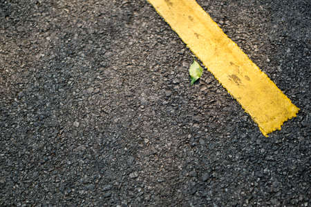 Asphalt road with tree leavesの写真素材