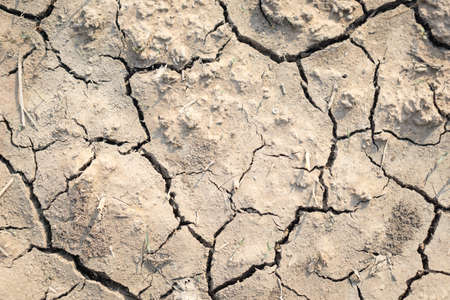 Cracked Brown Soil with some grassの写真素材