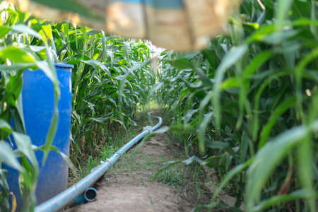 Dried water channel at drought corn field,の写真素材