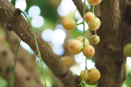 Thai fruit rambeh on the rambi treeの写真素材