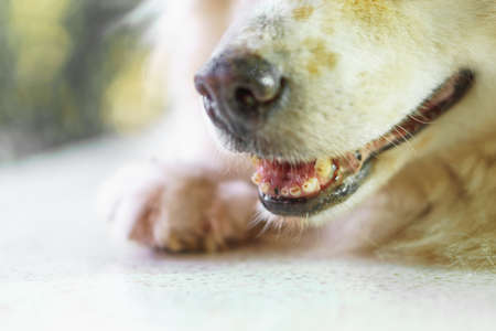 Caries problem in Thai dogの写真素材