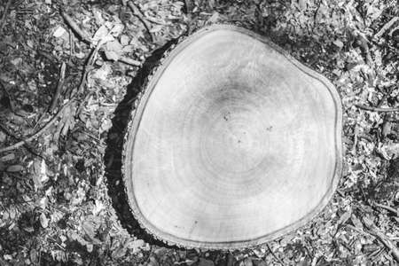 wooden cutting board made of tamarind woodの写真素材