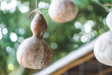 Hanged old calabash on tree backgroundの写真素材