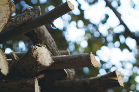 Trunk of old tamarind treesの写真素材