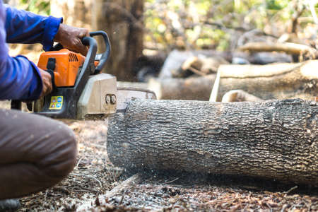 Sawing tamarind wood with chainsaw