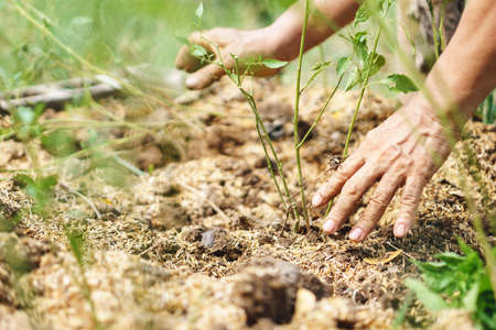 Hand planting a small  plantの写真素材