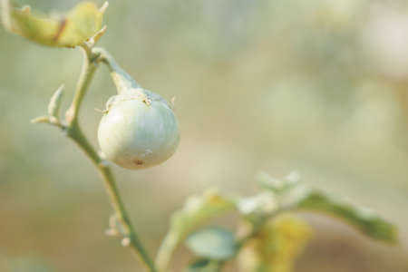 Green Thai Eggplant hanging on treeの写真素材