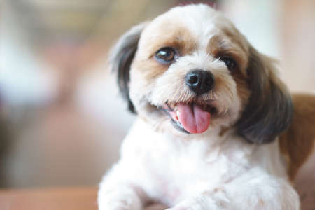 shih tzu poodle mix puppieの写真素材