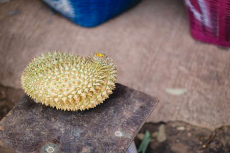 Durian the king of fruit on marketの写真素材
