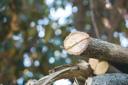 Trunk of old tamarind treesの写真素材
