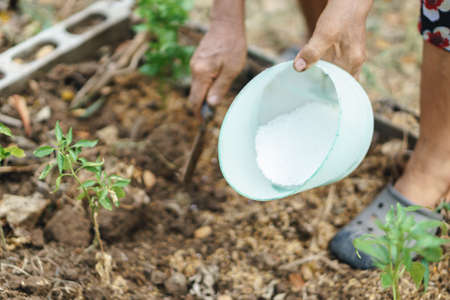Hand planting a small  plant with chemical fertilizerの写真素材