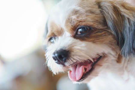 shih tzu poodle mix puppie