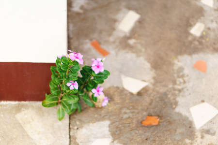 Closeup of Thai Vinca flowers growth through crack floorの写真素材