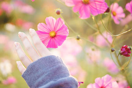 Beautiful Cosmos Flower with woman handの写真素材