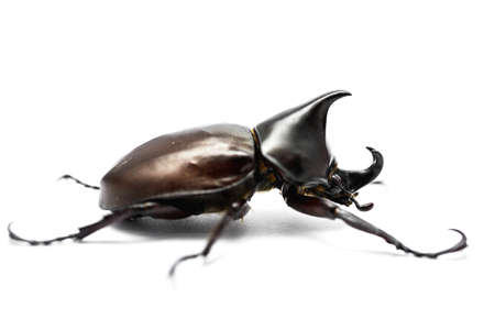 Male Rhinoceros beetle on white background