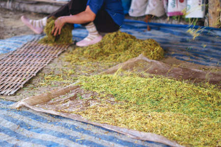 Drying tobacco leaves on bamboo plateの写真素材