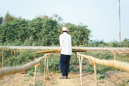 Drying tobacco leaves on bamboo plateの写真素材