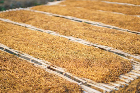 Drying tobacco leaves on bamboo plateの写真素材