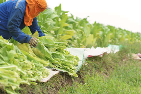 Farmer harvest tobacco in the fieldの写真素材