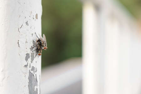 Close up of couple flies mating