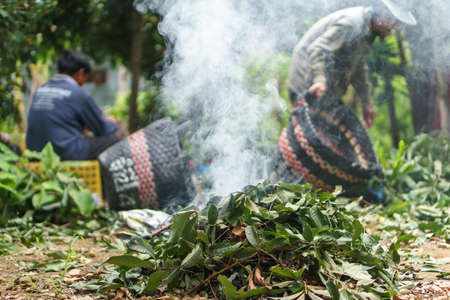 Longan harvesting by Asian farmers