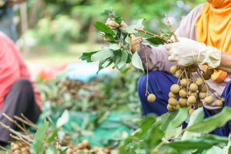 Longan harvesting by Asian farmersの写真素材