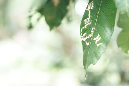Damage leaf with holes on treeの写真素材