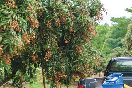 Longan orchards on green treeの写真素材