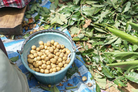 Longan harvesting by Asian farmersの写真素材