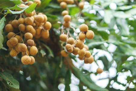 Longan orchards on green treeの写真素材