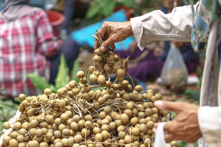 Longan harvesting by Asian farmersの写真素材