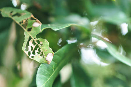 Damage leaf with holes on tree