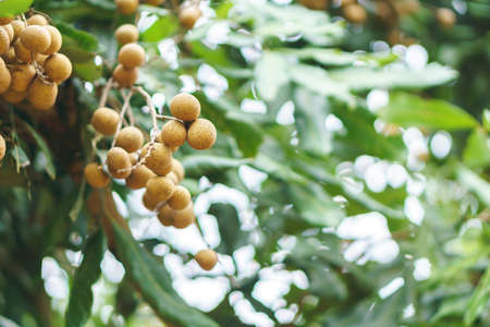 Longan orchards on green treeの写真素材