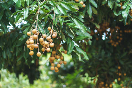 Longan orchards on green treeの写真素材