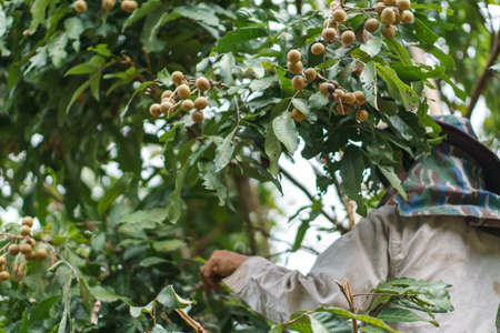 Longan harvesting by Asian farmersの写真素材