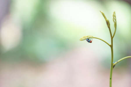 A Fly eating fruit juice on a small plantの写真素材