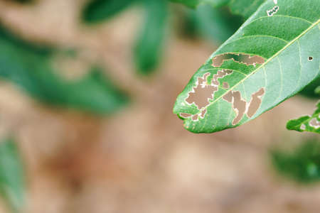 Damage leaf with holes on treeの写真素材